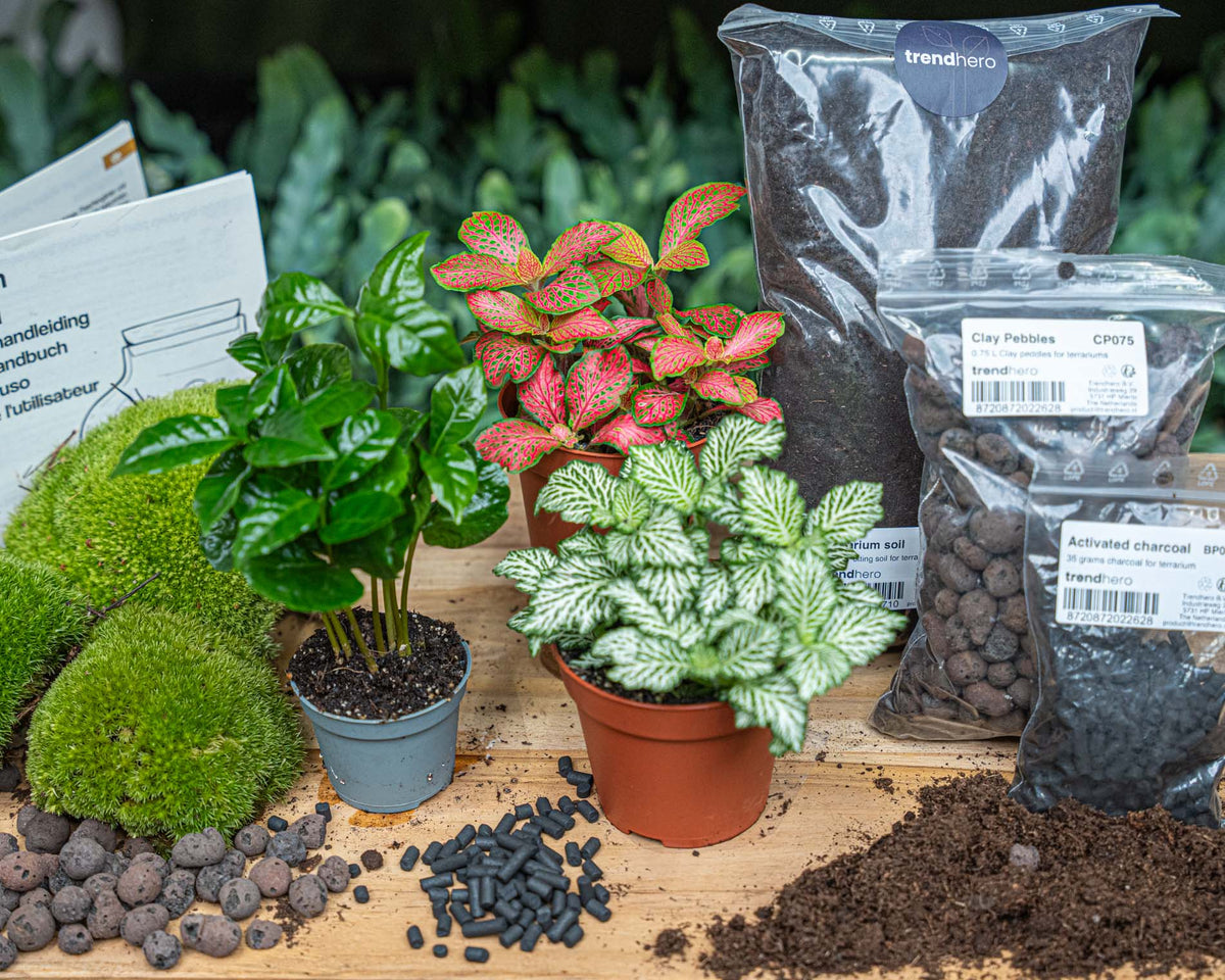 Flaschengarten-Pflanzenset „Kaffeepflanze“: Coffea arabica und zwei Fittonia mit Moos und Erde – Blätter der Kaffeepflanze