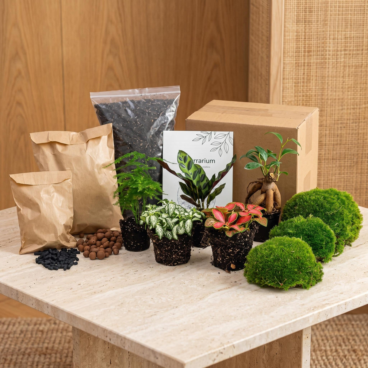 Flaschengarten-Pflanzenset „Mix“: Calathea, Ficus Ginseng, Asparagus und zwei Fittonia mit Moos und Erde – alle fünf Pflanzen