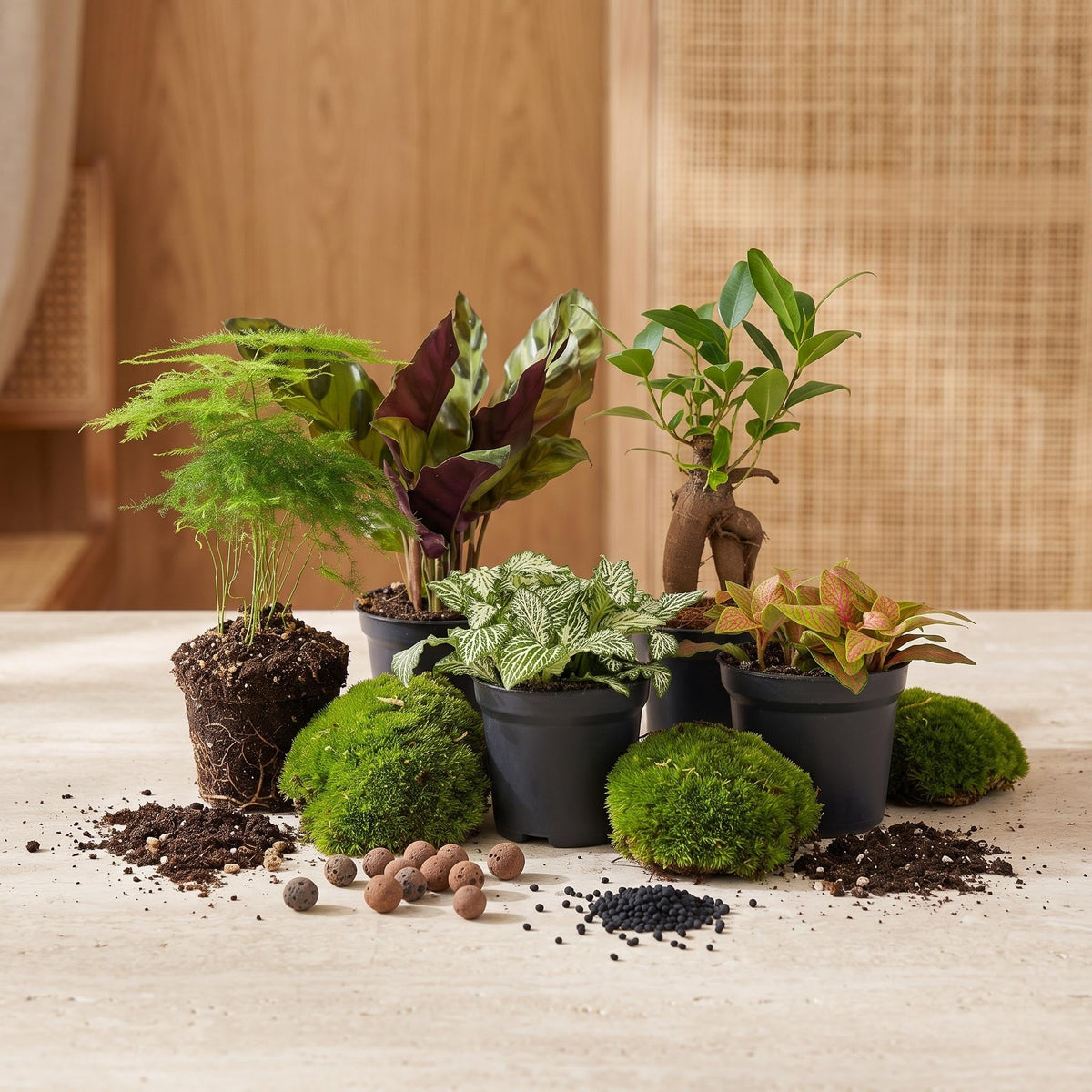 Flaschengarten-Pflanzenset „Mix“: Calathea, Ficus Ginseng, Asparagus und zwei Fittonia mit Moos und Erde – Pflanzen im Detail