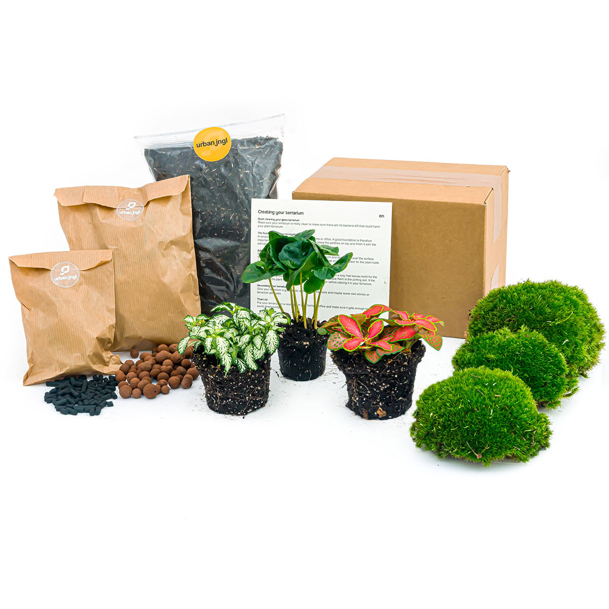 Flaschengarten-Pflanzenset „Kaffeepflanze“: Coffea arabica und zwei Fittonia mit Moos und Erde – Set-Inhalt im Überblick