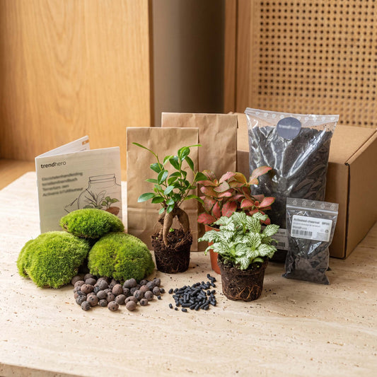 Flaschengarten-Pflanzenset „Bonsai“: Ficus Ginseng und zwei Fittonia mit Moos und Erde – Set-Inhalt mit Pflanzen