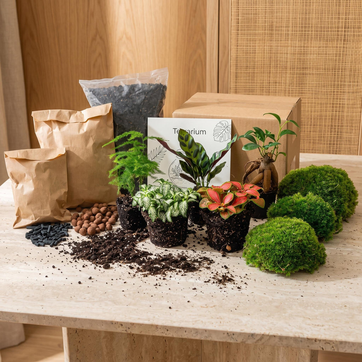 Flaschengarten-Pflanzenset „Mix“: Calathea, Ficus Ginseng, Asparagus und zwei Fittonia – Set-Inhalt im Überblick