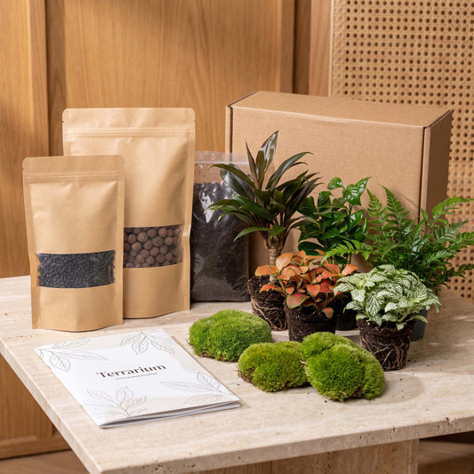 Flaschengarten-Pflanzenset „Jungle“: Cordyline, Farn, Kaffeepflanze und zwei Fittonia – Set-Inhalt mit Pflanzen
