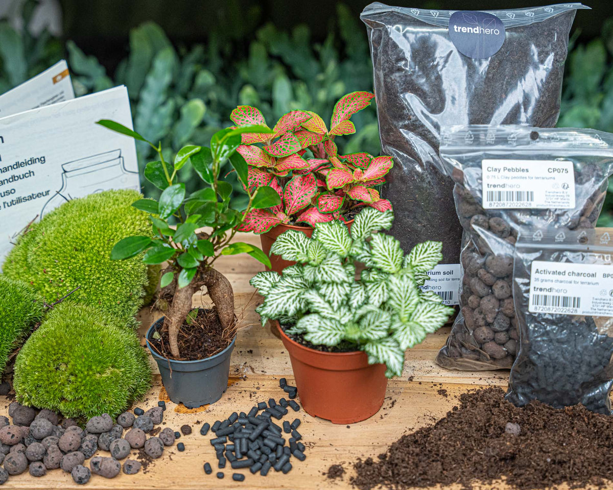 Flaschengarten-Pflanzenset „Bonsai“ – Ficus Ginseng + 2 Pflanzen, Moos & Erde (Ø 20–30 cm) - Urban Jungle