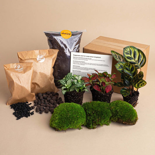 Flaschengarten-Pflanzenset „Calathea makoyana“: Pfauenpflanze und zwei Fittonia mit Moos und Erde – Set-Inhalt mit Pflanzen