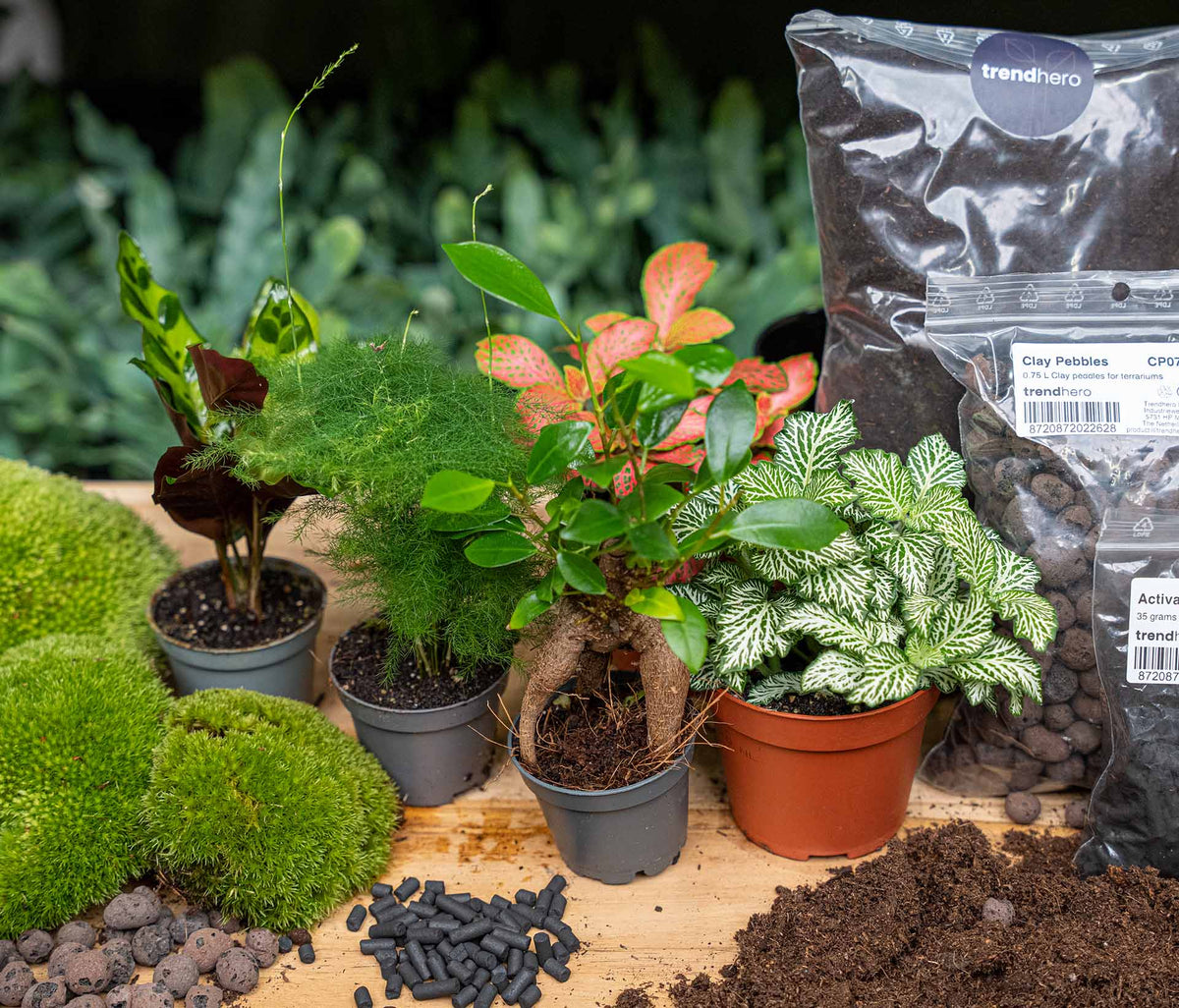 Flaschengarten-Pflanzenset „Mix“: Calathea, Ficus Ginseng, Asparagus und zwei Fittonia – Set-Inhalt mit Pflanzen