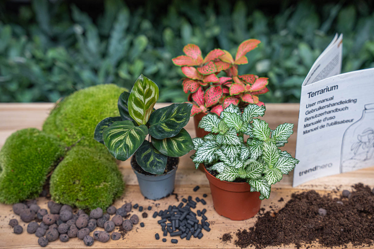Flaschengarten-Pflanzenset „Calathea makoyana“: Pfauenpflanze und zwei Fittonia mit Moos und Erde – Set-Inhalt im Überblick