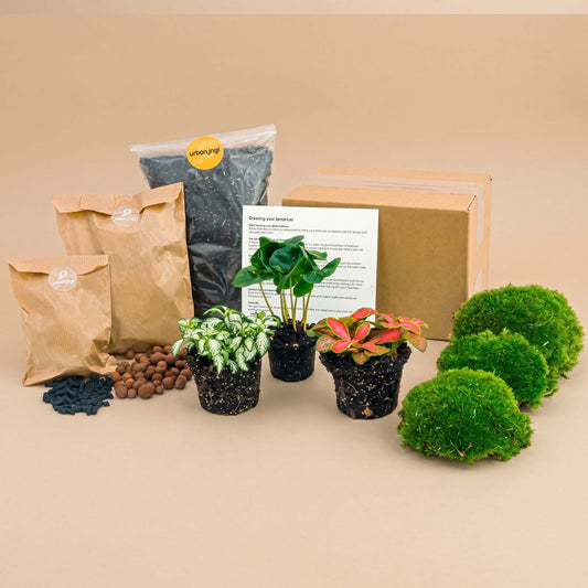 Flaschengarten-Pflanzenset „Kaffeepflanze“: Coffea arabica und zwei Fittonia mit Moos und Erde – Set-Inhalt mit Pflanzen