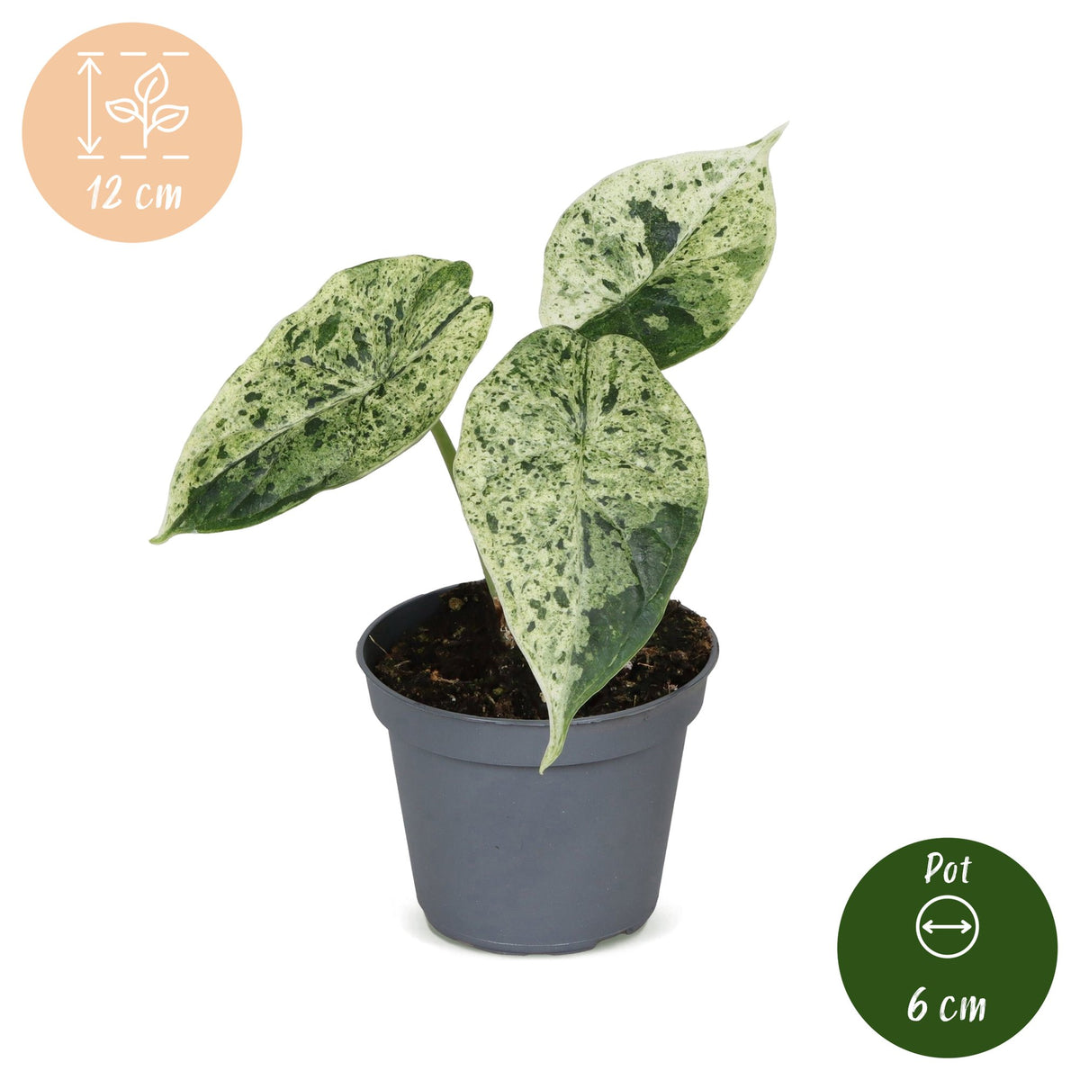 Alocasia „Dragon Scale Mint“ Variegata – Pfeilblatt / Elefantenohr, 12 cm (Topf Ø6 cm) - Everspring
