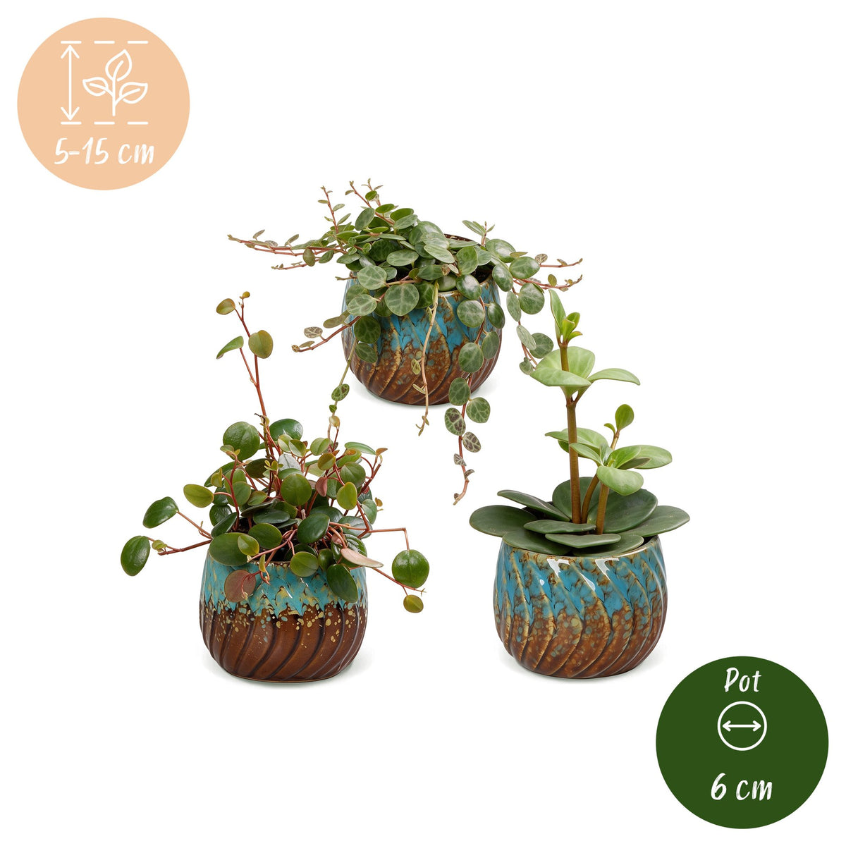 Peperomia Set – 3 Zwergpfeffer Jungpflanzen (Hope, Pepperspot, Prostrata), 5–15 cm - Everspring