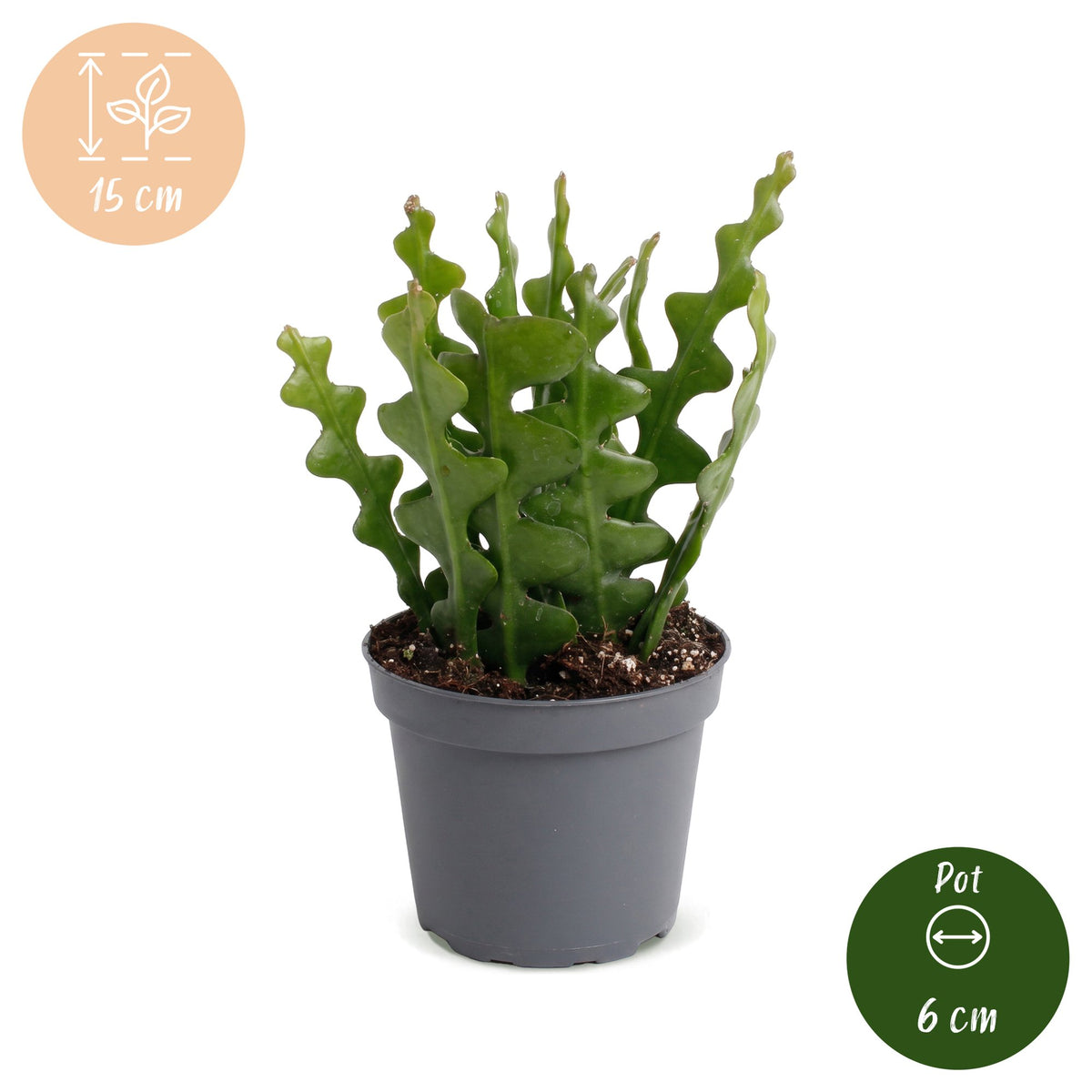 Fischgrätenkaktus – Epiphyllum anguliger, Hängepflanze 15 cm (Topf Ø6 cm) - Everspring