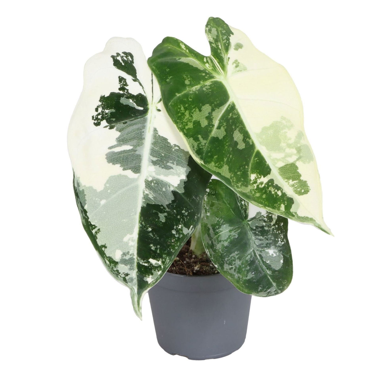 Alocasia Frydek Variegata – Pfeilblatt / Elefantenohr panaschiert, 12 cm (Topf Ø6 cm) - Everspring