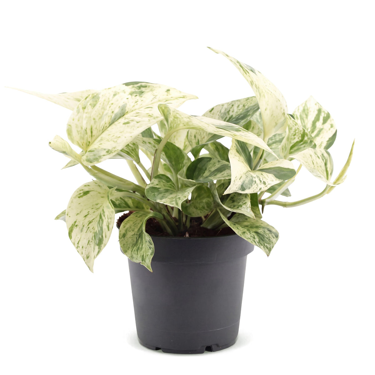 Efeutute „Snow Leopard“ – Epipremnum / Pothos, 25 cm (Topf Ø12 cm) - Everspring