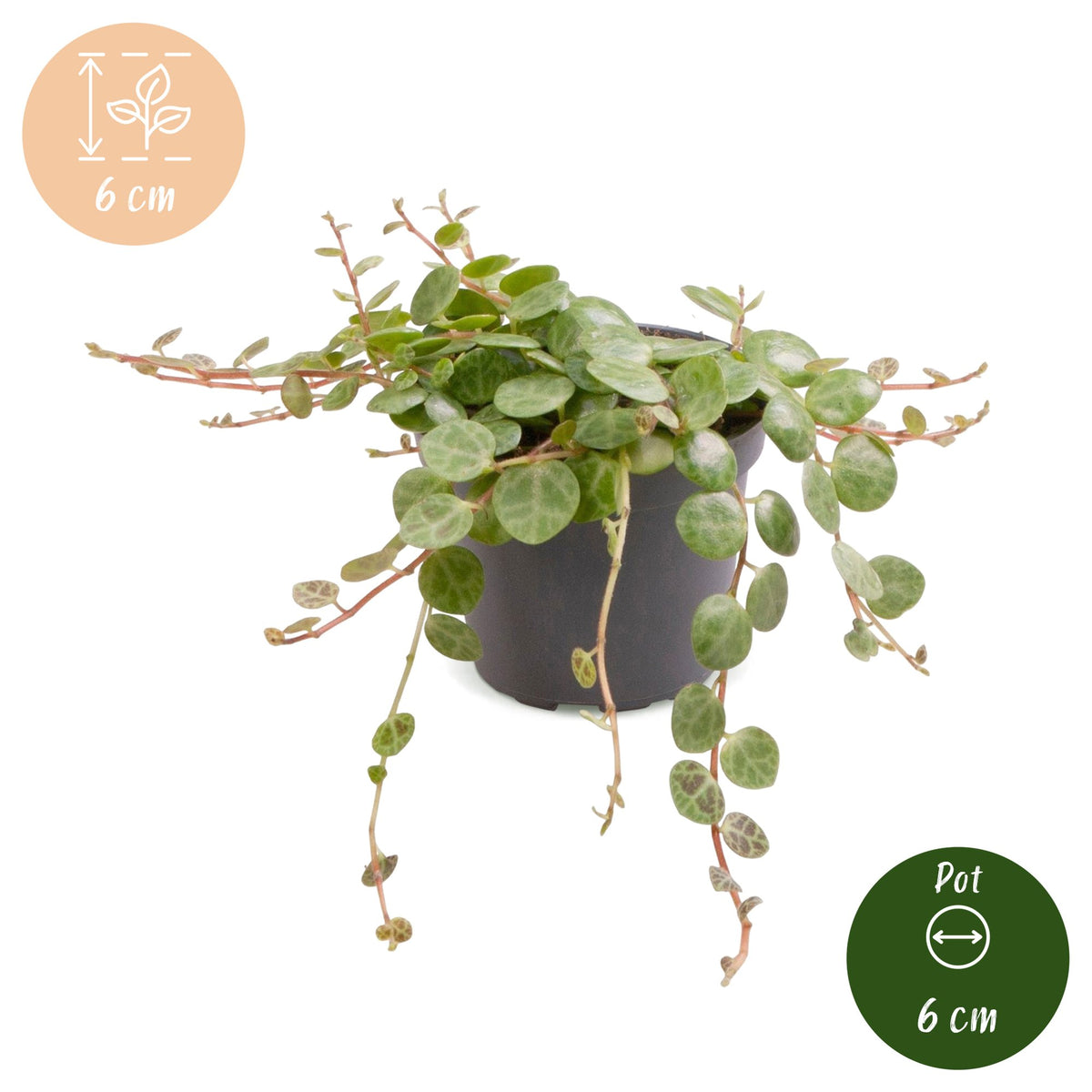 Peperomia Prostrata – Zwergpfeffer „String of Turtles“, Hängepflanze 6 cm (Topf Ø6 cm) - Everspring