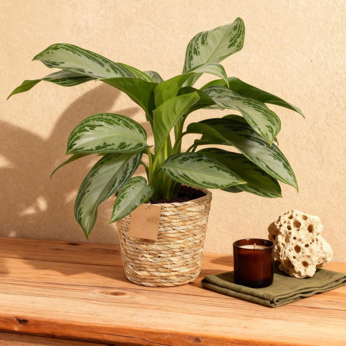 Kolbenfaden Aglaonema „Silver Bay“ mit Korb – 70–75 cm (Topf Ø17 cm) - Everspring