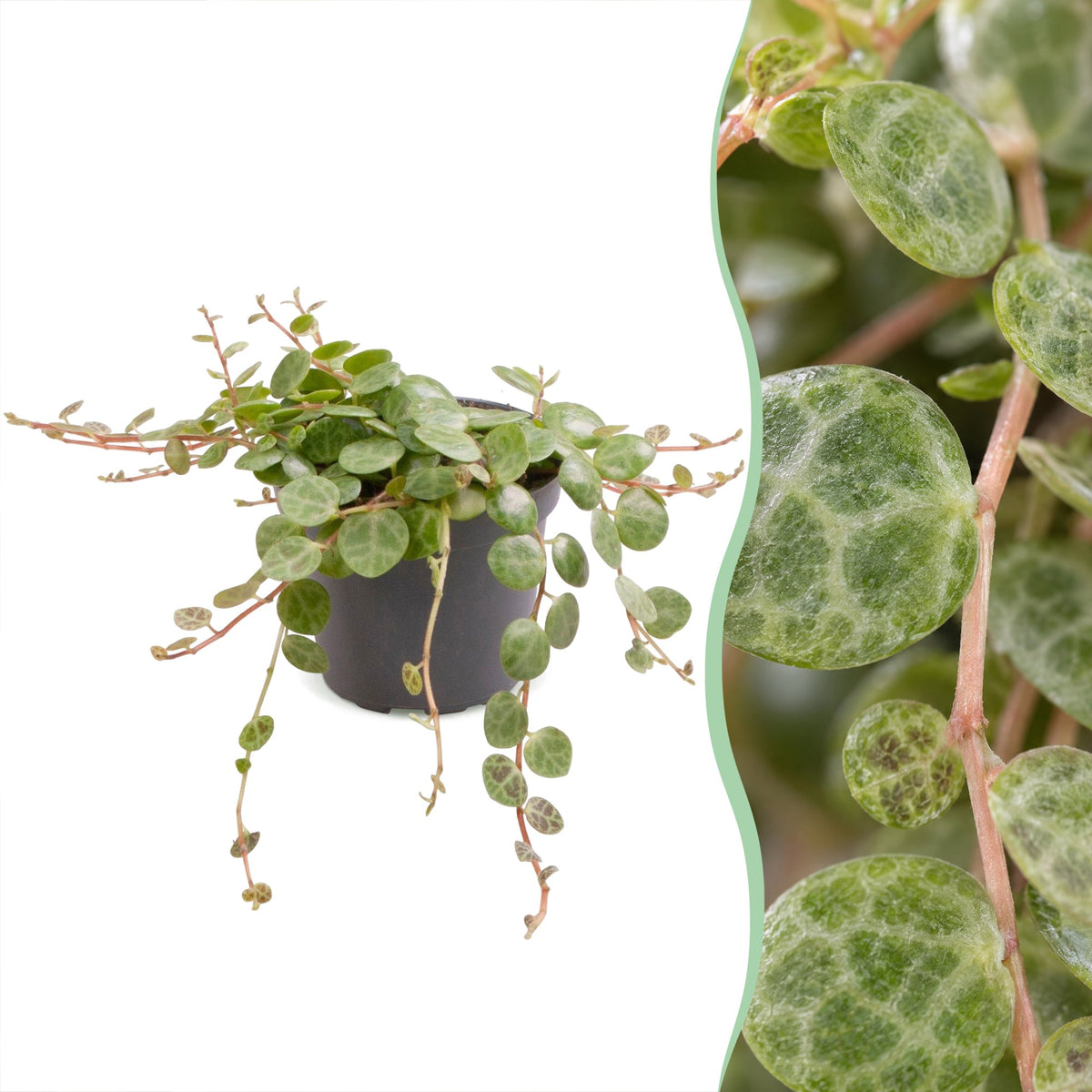 Peperomia Prostrata – Zwergpfeffer „String of Turtles“, Hängepflanze 6 cm (Topf Ø6 cm) - Everspring