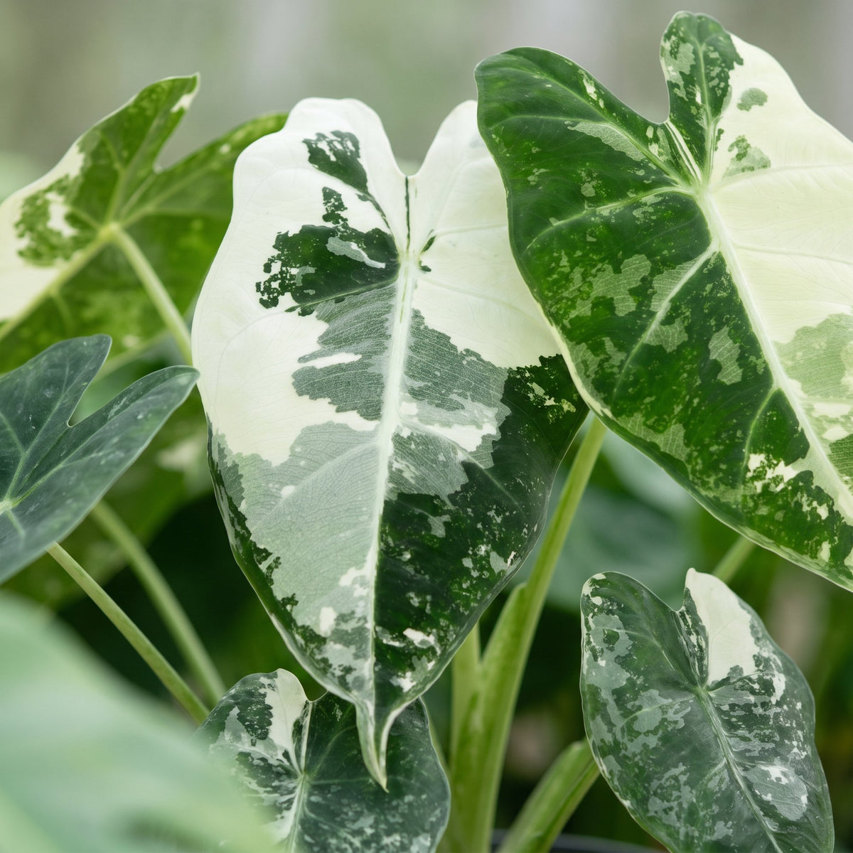 Alocasia Frydek Variegata – Pfeilblatt / Elefantenohr panaschiert, 12 cm (Topf Ø6 cm) - Everspring