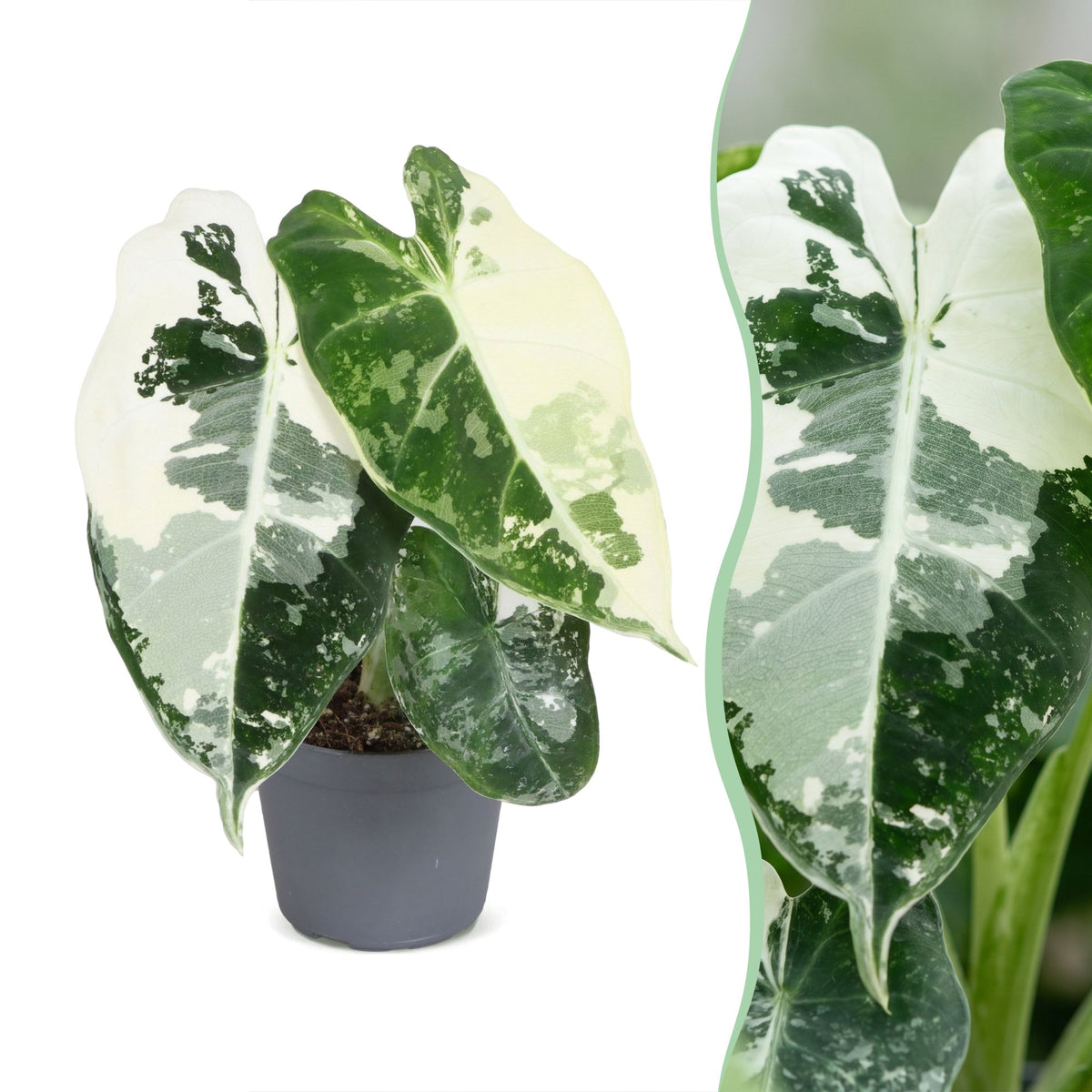 Alocasia Frydek Variegata – Pfeilblatt / Elefantenohr panaschiert, 12 cm (Topf Ø6 cm) - Everspring