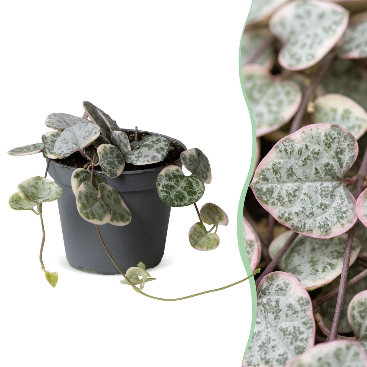 Leuchterblume Variegata – Herzchenkette (Ceropegia woodii), Hängepflanze (Topf Ø6 cm) - Everspring