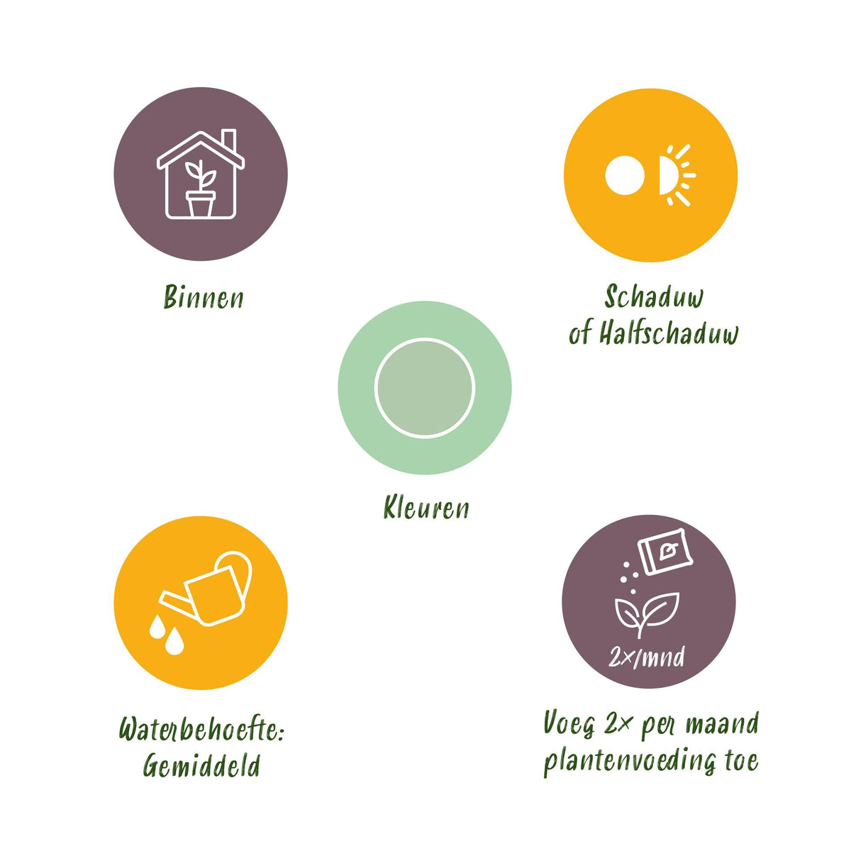 Kolbenfaden Aglaonema „Silver Bay“ mit Korb – 70–75 cm (Topf Ø17 cm) - Everspring