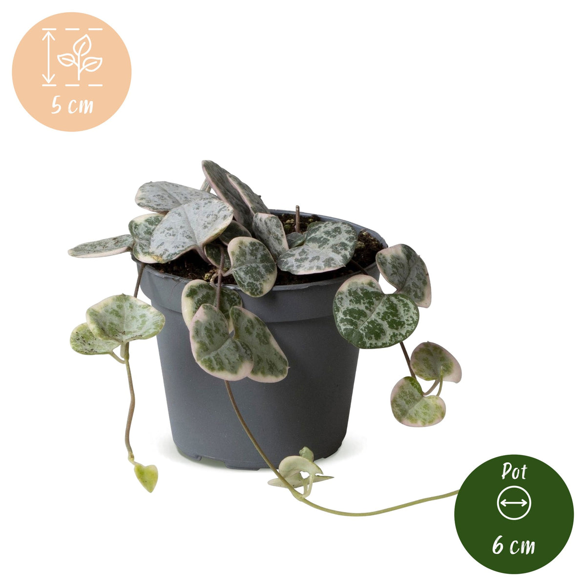 Leuchterblume Variegata – Herzchenkette (Ceropegia woodii), Hängepflanze (Topf Ø6 cm) - Everspring
