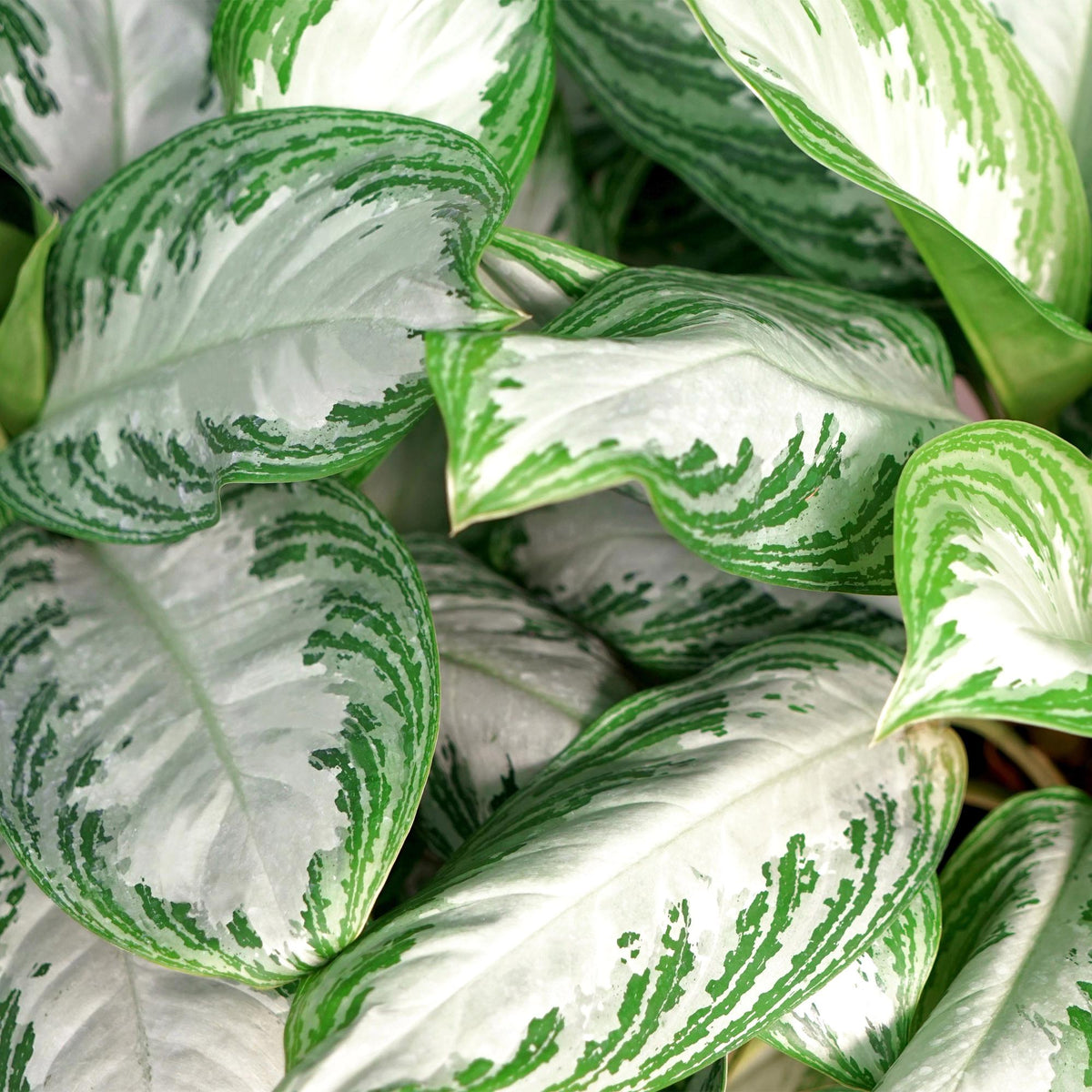 Kolbenfaden Aglaonema „Silver Bay“ mit Korb – 70–75 cm (Topf Ø17 cm) - Everspring