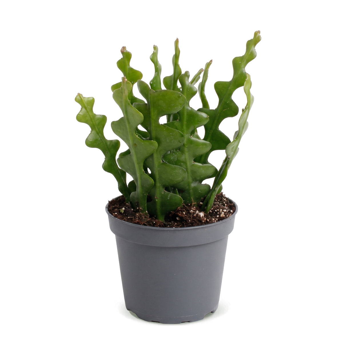 Fischgrätenkaktus – Epiphyllum anguliger, Hängepflanze 15 cm (Topf Ø6 cm) - Everspring