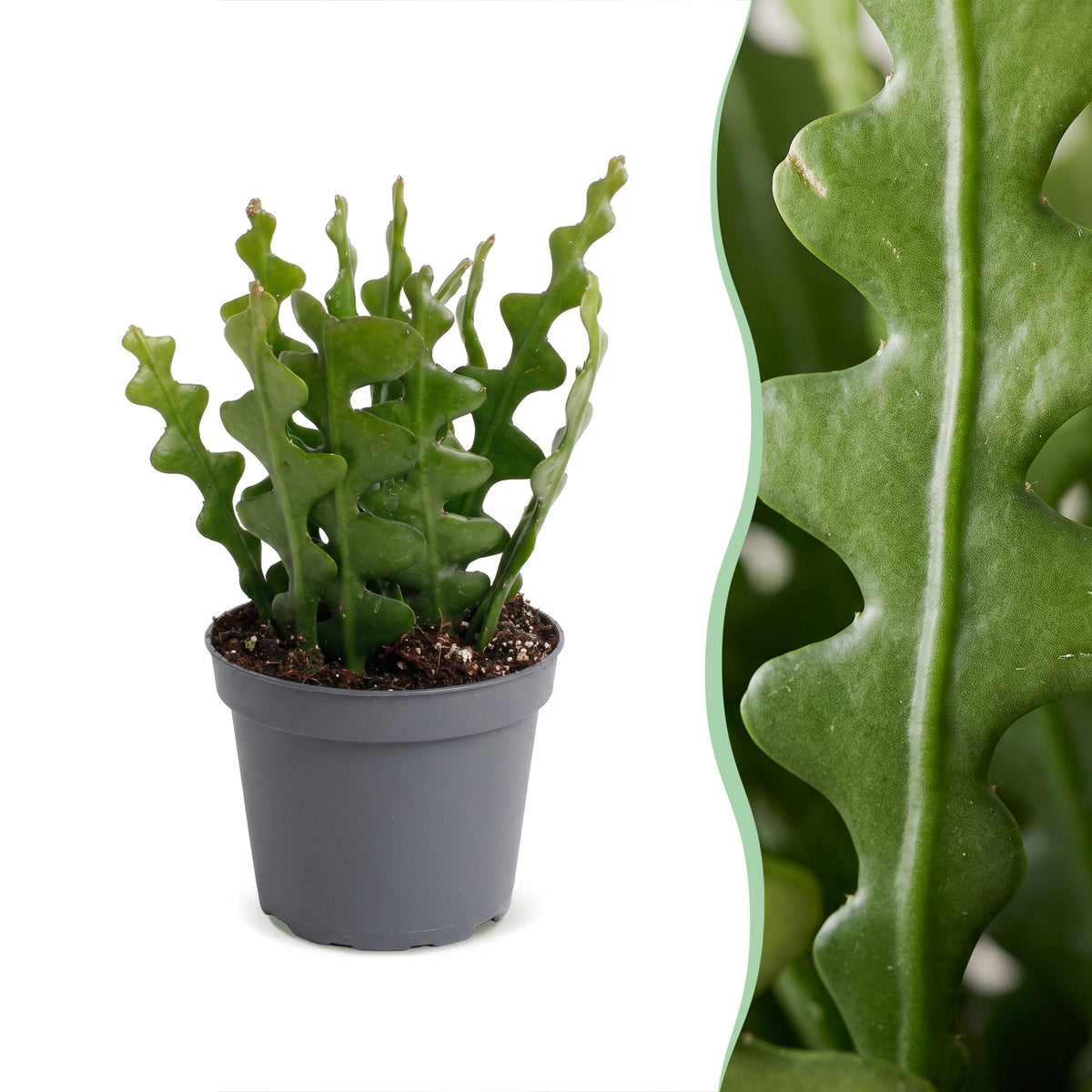 Fischgrätenkaktus – Epiphyllum anguliger, Hängepflanze 15 cm (Topf Ø6 cm) - Everspring