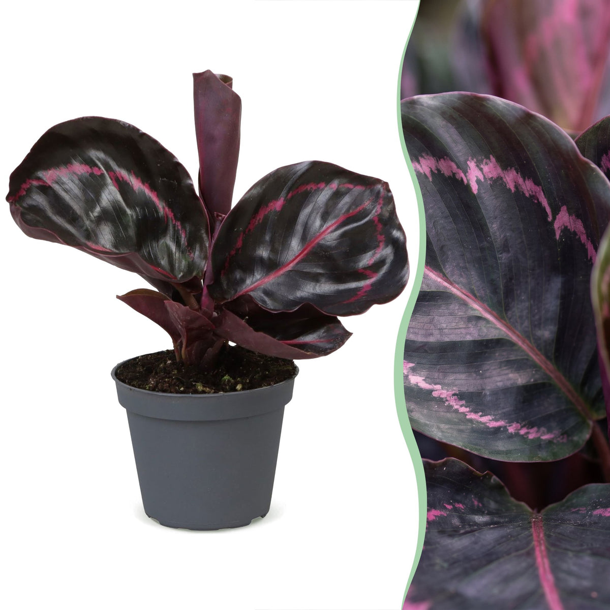 Calathea Dottie® – Korbmarante mit pinker Zeichnung, 15 cm (Topf Ø6 cm) - Everspring