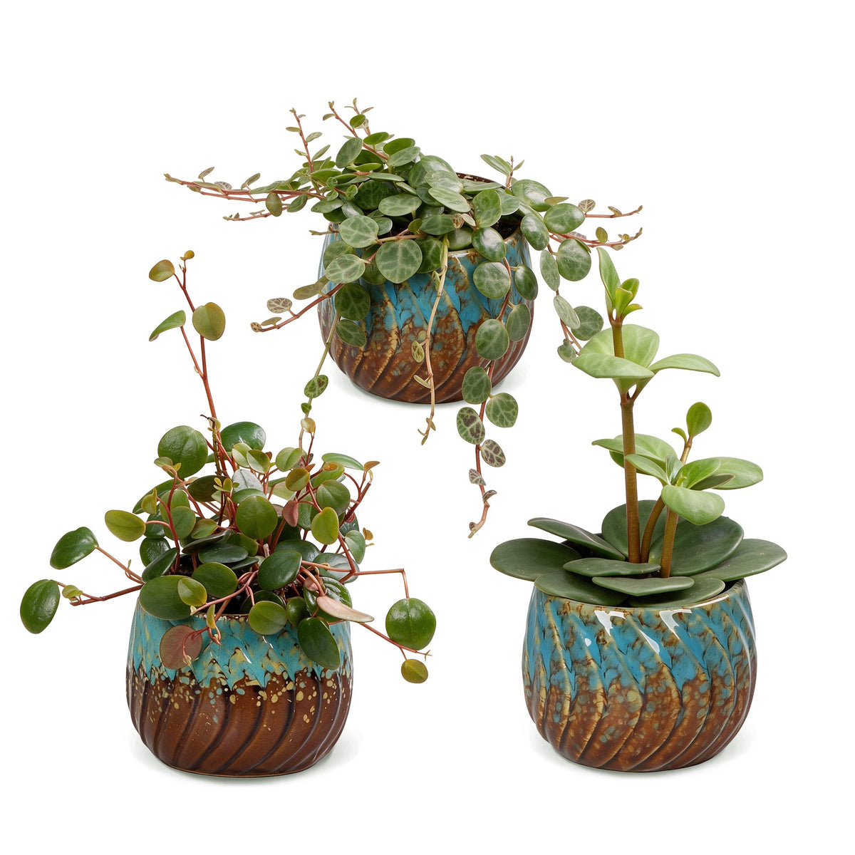 Peperomia Set – 3 Zwergpfeffer Jungpflanzen (Hope, Pepperspot, Prostrata), 5–15 cm - Everspring