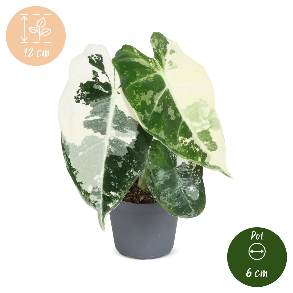 Alocasia Frydek Variegata – Pfeilblatt / Elefantenohr panaschiert, 12 cm (Topf Ø6 cm) - Everspring