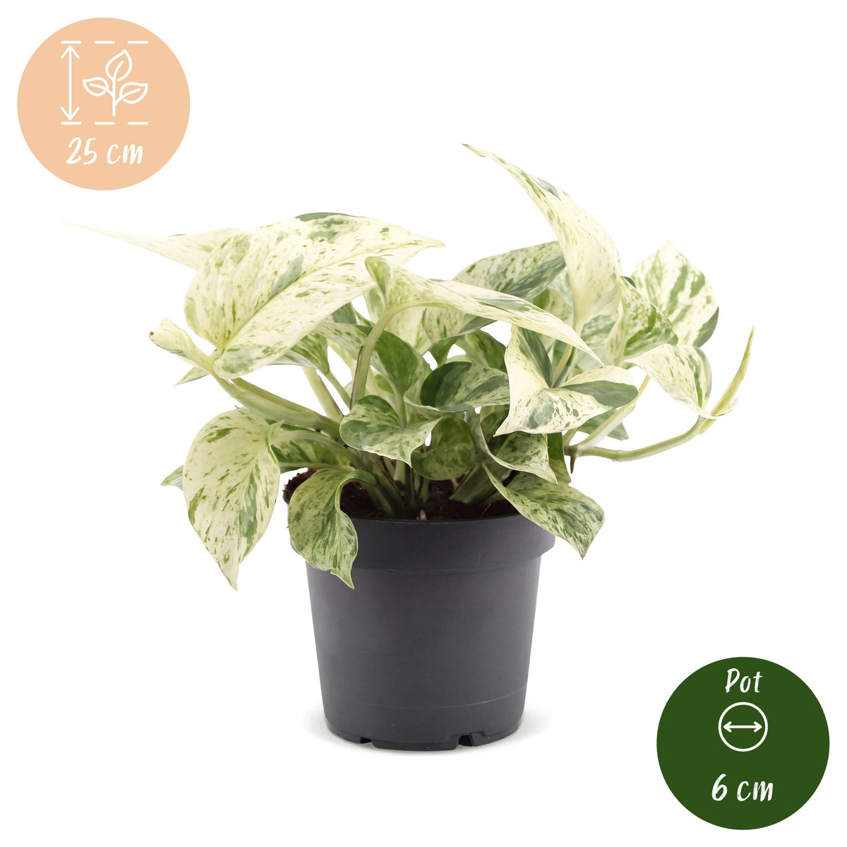 Efeutute „Snow Leopard“ – Epipremnum / Pothos, 25 cm (Topf Ø12 cm) - Everspring