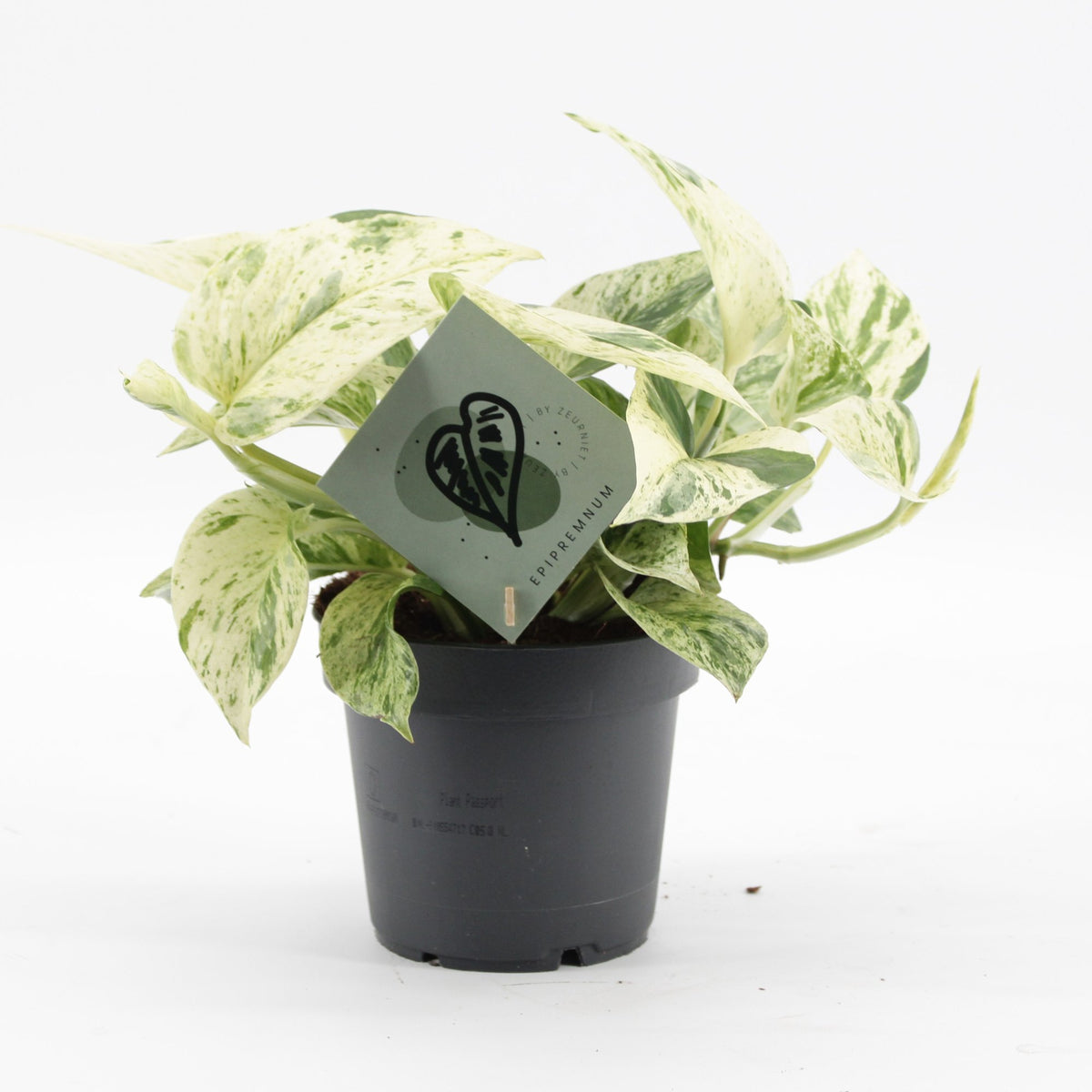 Efeutute „Snow Leopard“ – Epipremnum / Pothos, 25 cm (Topf Ø12 cm) - Everspring