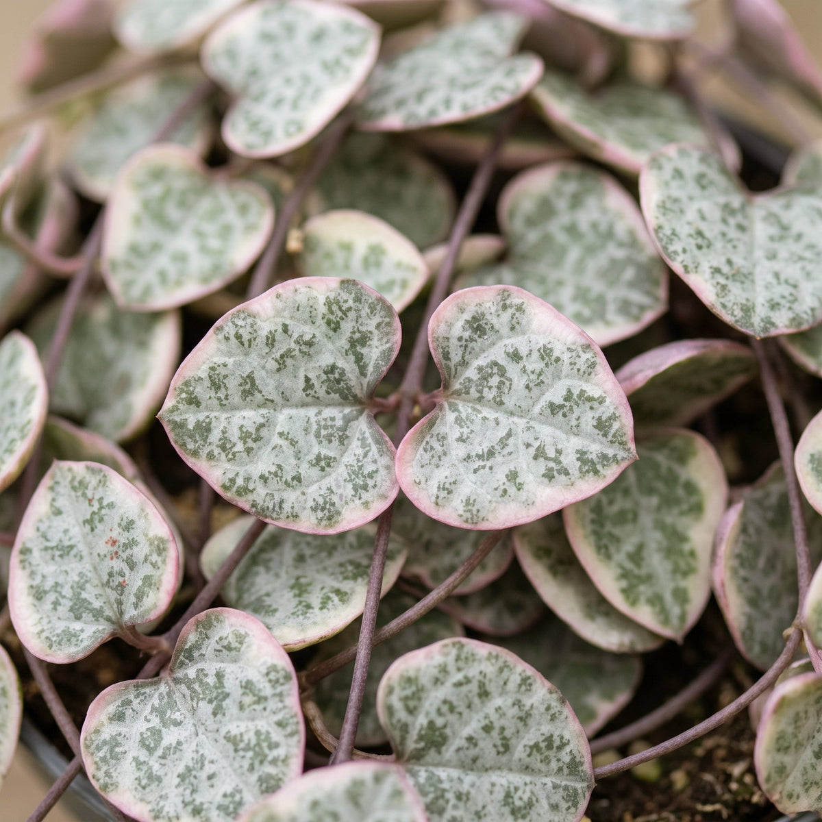 Leuchterblume Variegata – Herzchenkette (Ceropegia woodii), Hängepflanze (Topf Ø6 cm) - Everspring
