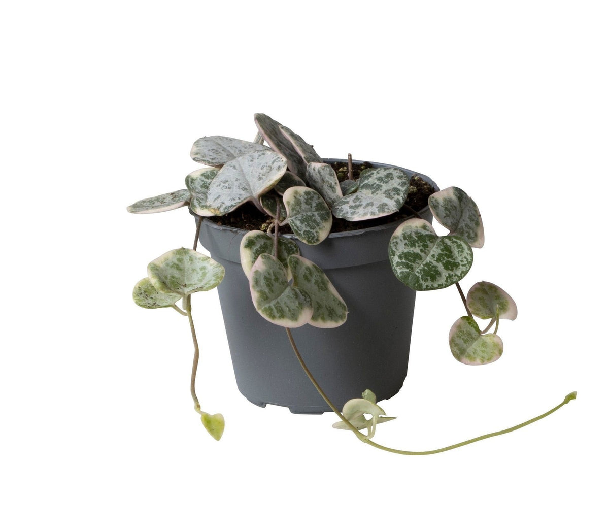 Leuchterblume Variegata – Herzchenkette (Ceropegia woodii), Hängepflanze (Topf Ø6 cm) - Everspring