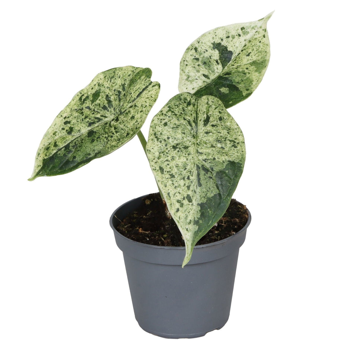 Alocasia „Dragon Scale Mint“ Variegata – Pfeilblatt / Elefantenohr, 12 cm (Topf Ø6 cm) - Everspring
