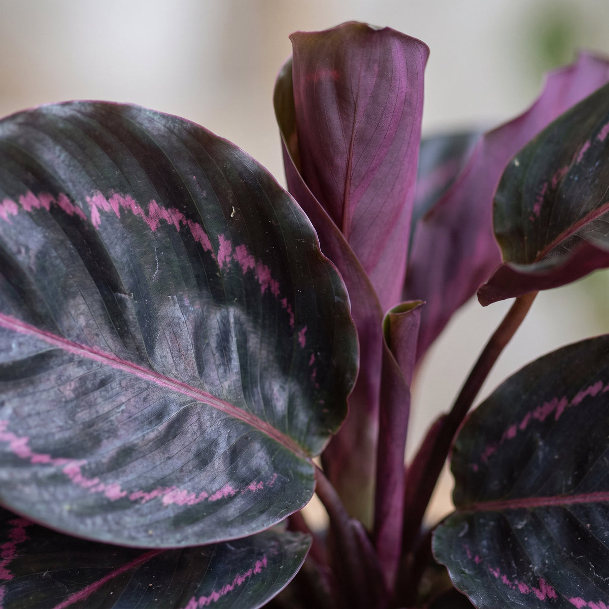 Calathea Dottie® – Korbmarante mit pinker Zeichnung, 15 cm (Topf Ø6 cm) - Everspring