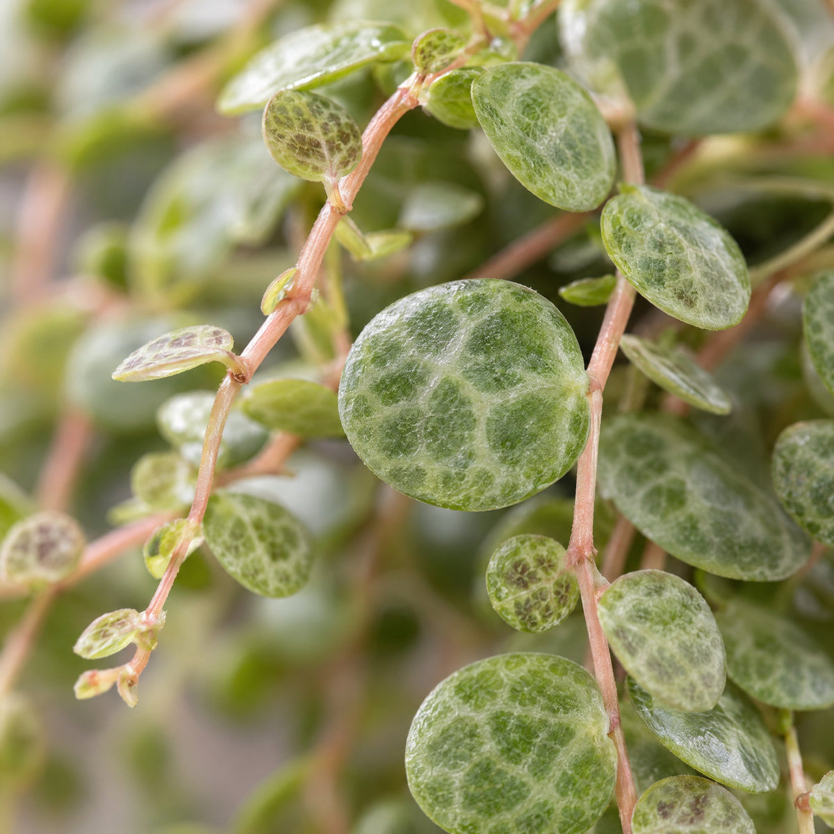 Peperomia Prostrata – Zwergpfeffer „String of Turtles“, Hängepflanze 6 cm (Topf Ø6 cm) - Everspring