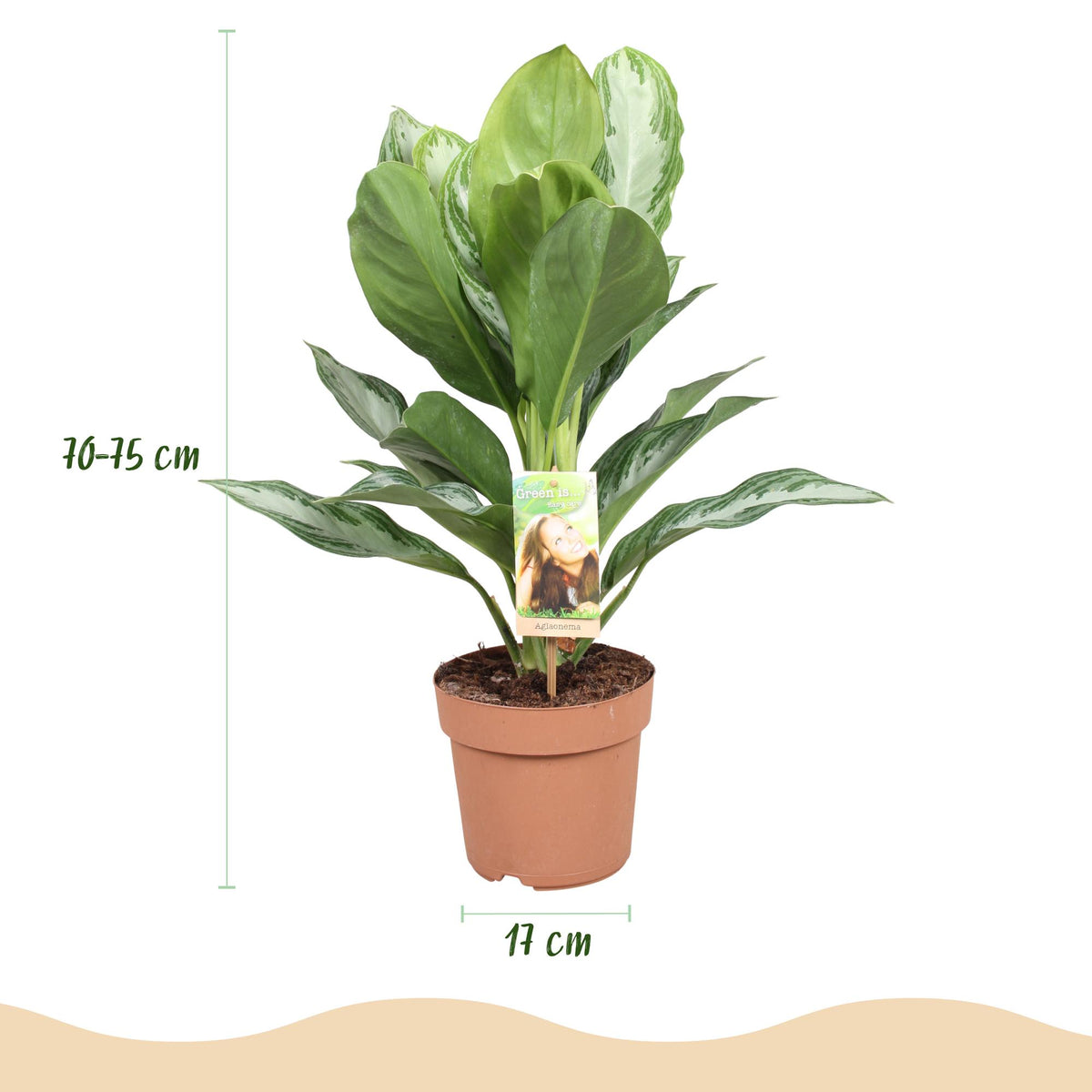 Kolbenfaden Aglaonema „Silver Bay“ mit Korb – 70–75 cm (Topf Ø17 cm) - Everspring