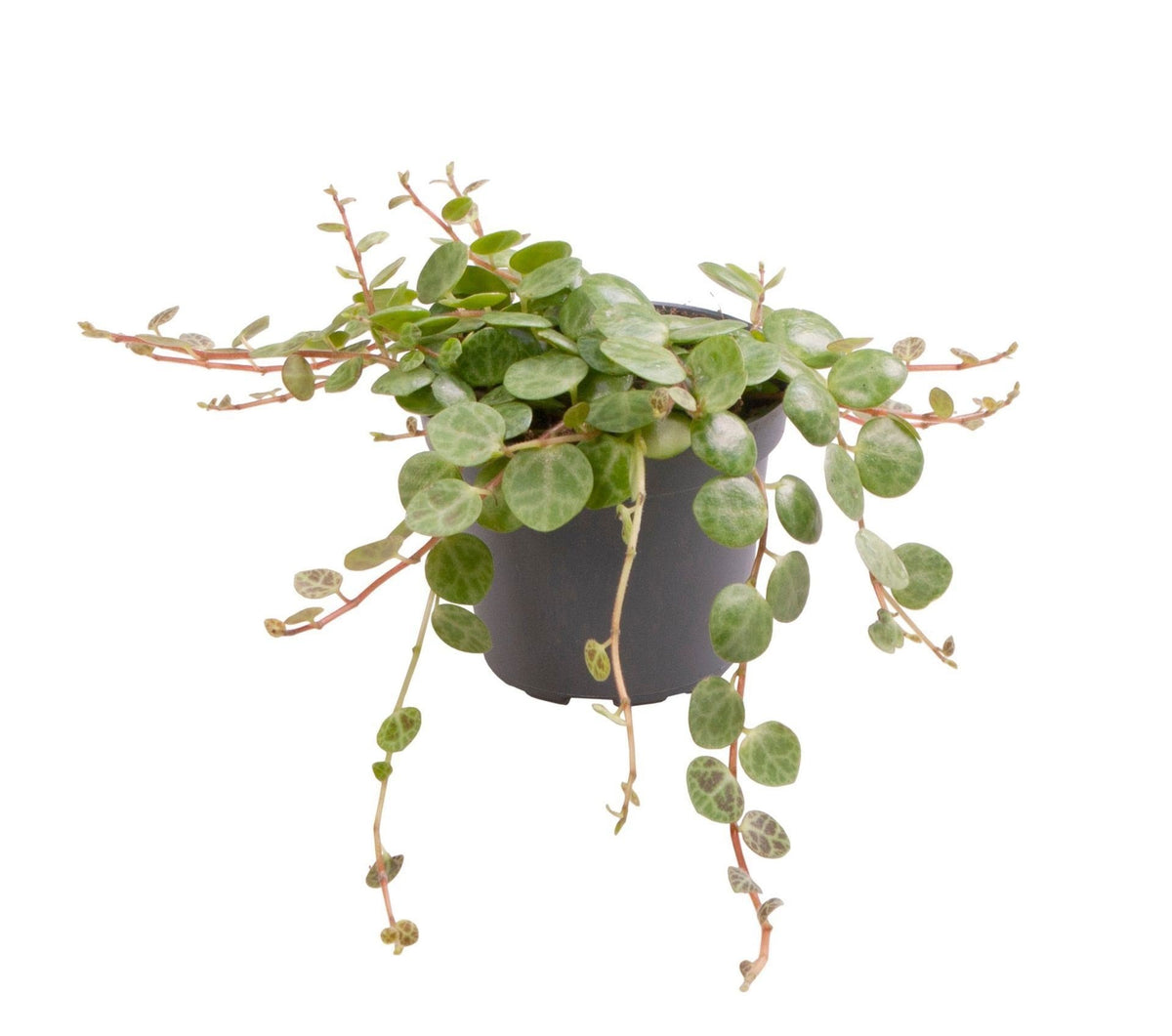 Peperomia Prostrata – Zwergpfeffer „String of Turtles“, Hängepflanze 6 cm (Topf Ø6 cm) - Everspring