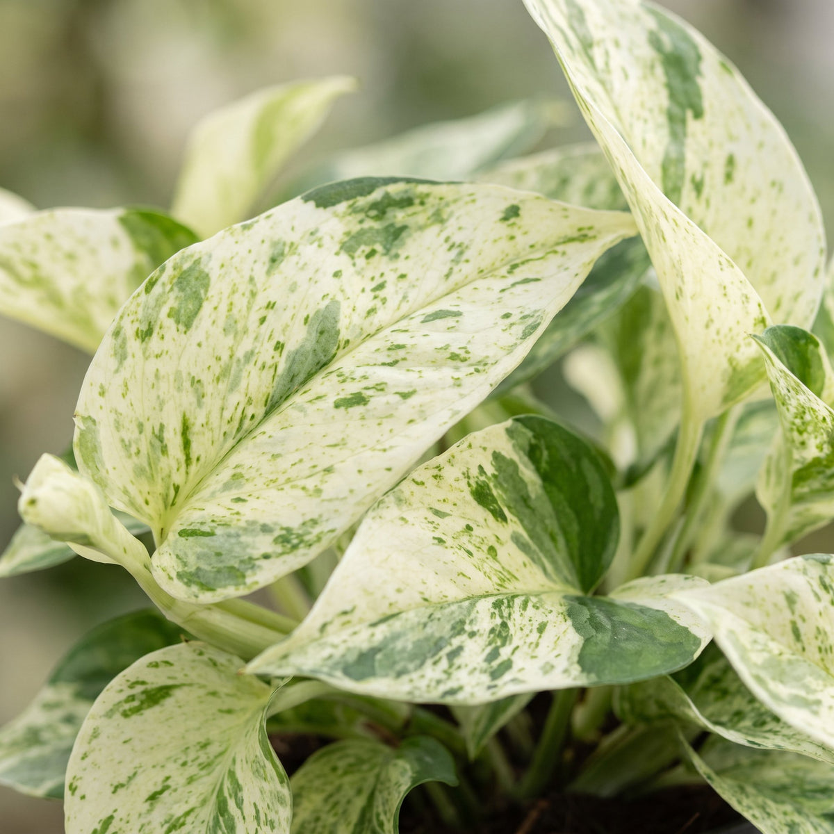 Efeutute „Snow Leopard“ – Epipremnum / Pothos, 25 cm (Topf Ø12 cm) - Everspring