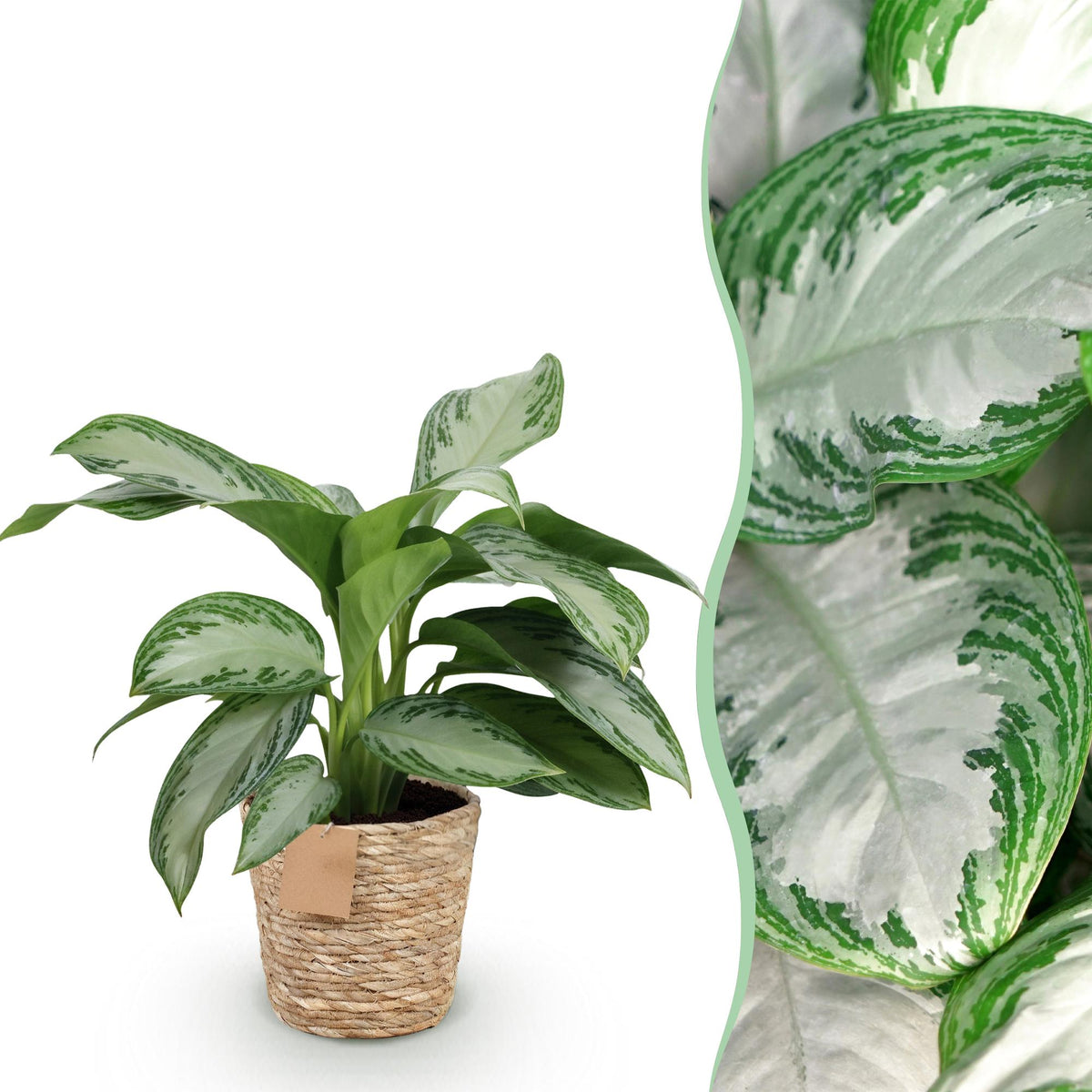 Kolbenfaden Aglaonema „Silver Bay“ mit Korb – 70–75 cm (Topf Ø17 cm) - Everspring