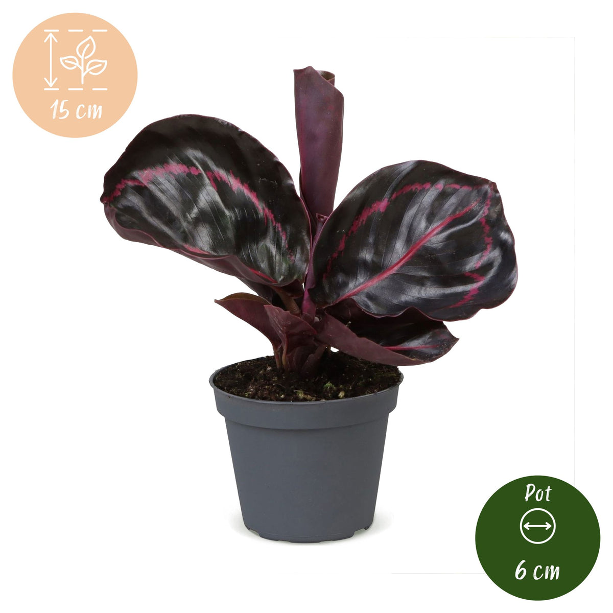 Calathea Dottie® – Korbmarante mit pinker Zeichnung, 15 cm (Topf Ø6 cm) - Everspring