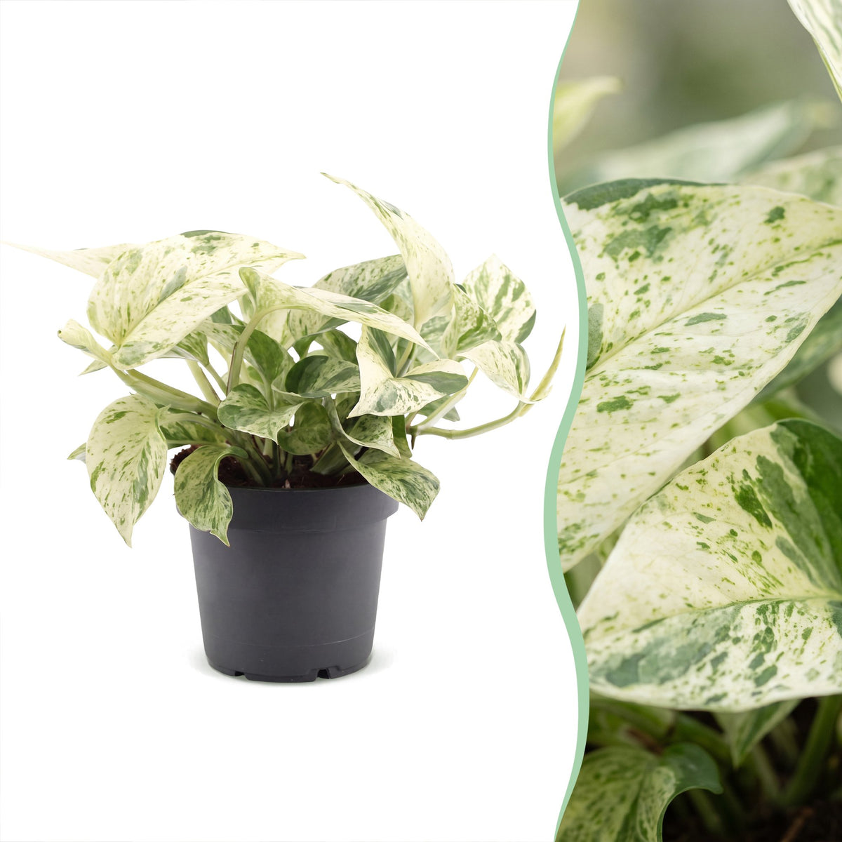 Efeutute „Snow Leopard“ – Epipremnum / Pothos, 25 cm (Topf Ø12 cm) - Everspring