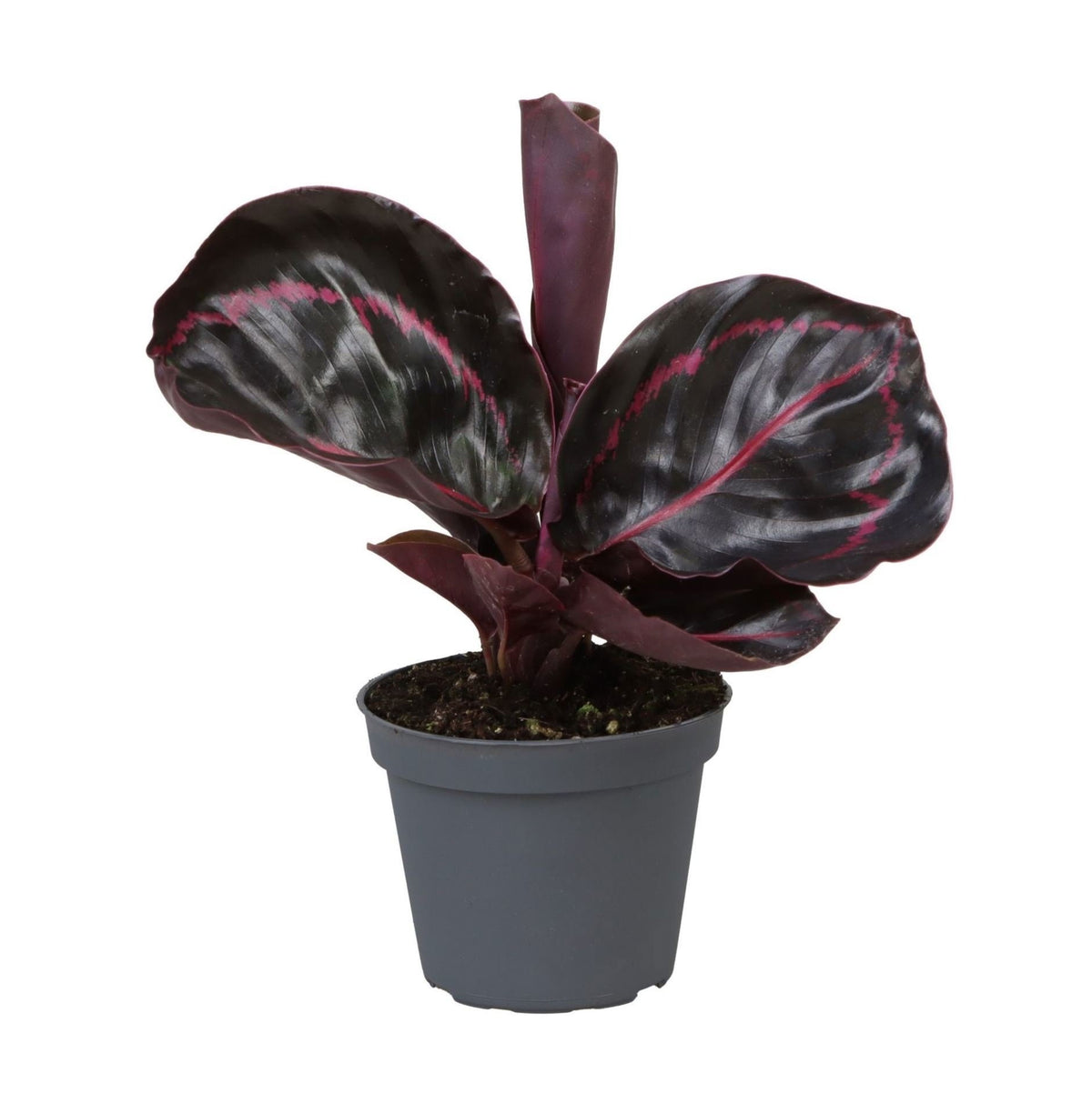 Calathea Dottie® – Korbmarante mit pinker Zeichnung, 15 cm (Topf Ø6 cm) - Everspring