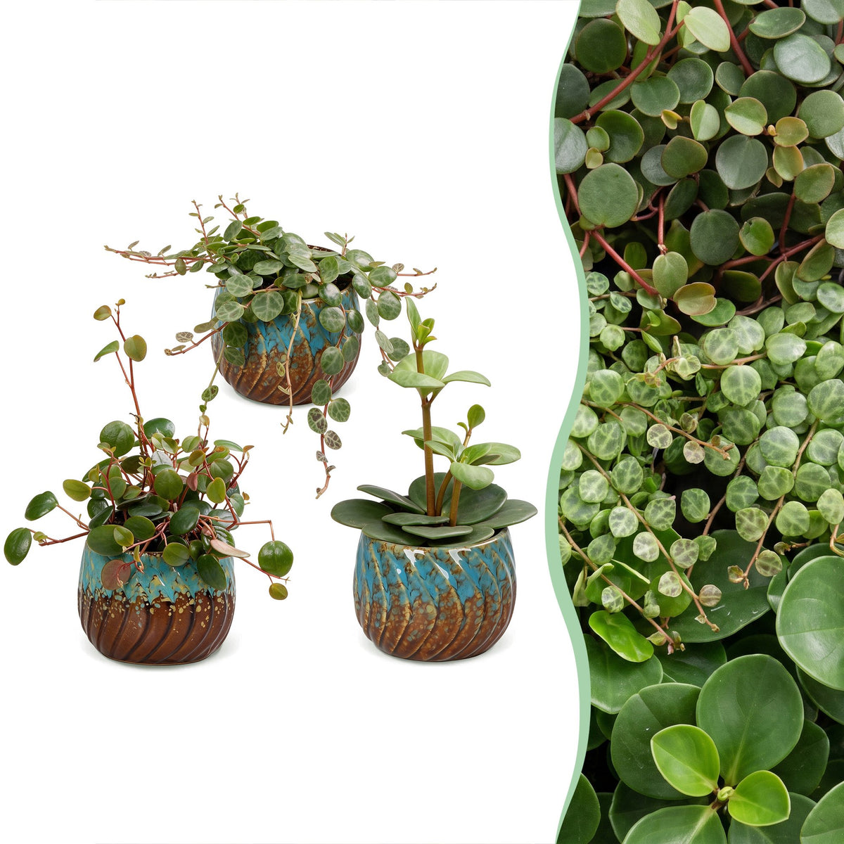 Peperomia Set – 3 Zwergpfeffer Jungpflanzen (Hope, Pepperspot, Prostrata), 5–15 cm - Everspring