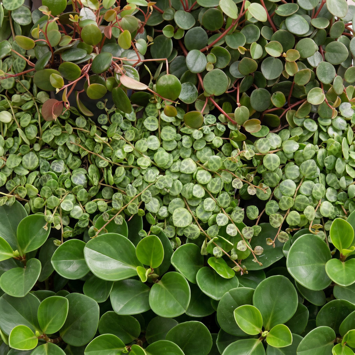 Peperomia Set – 3 Zwergpfeffer Jungpflanzen (Hope, Pepperspot, Prostrata), 5–15 cm - Everspring