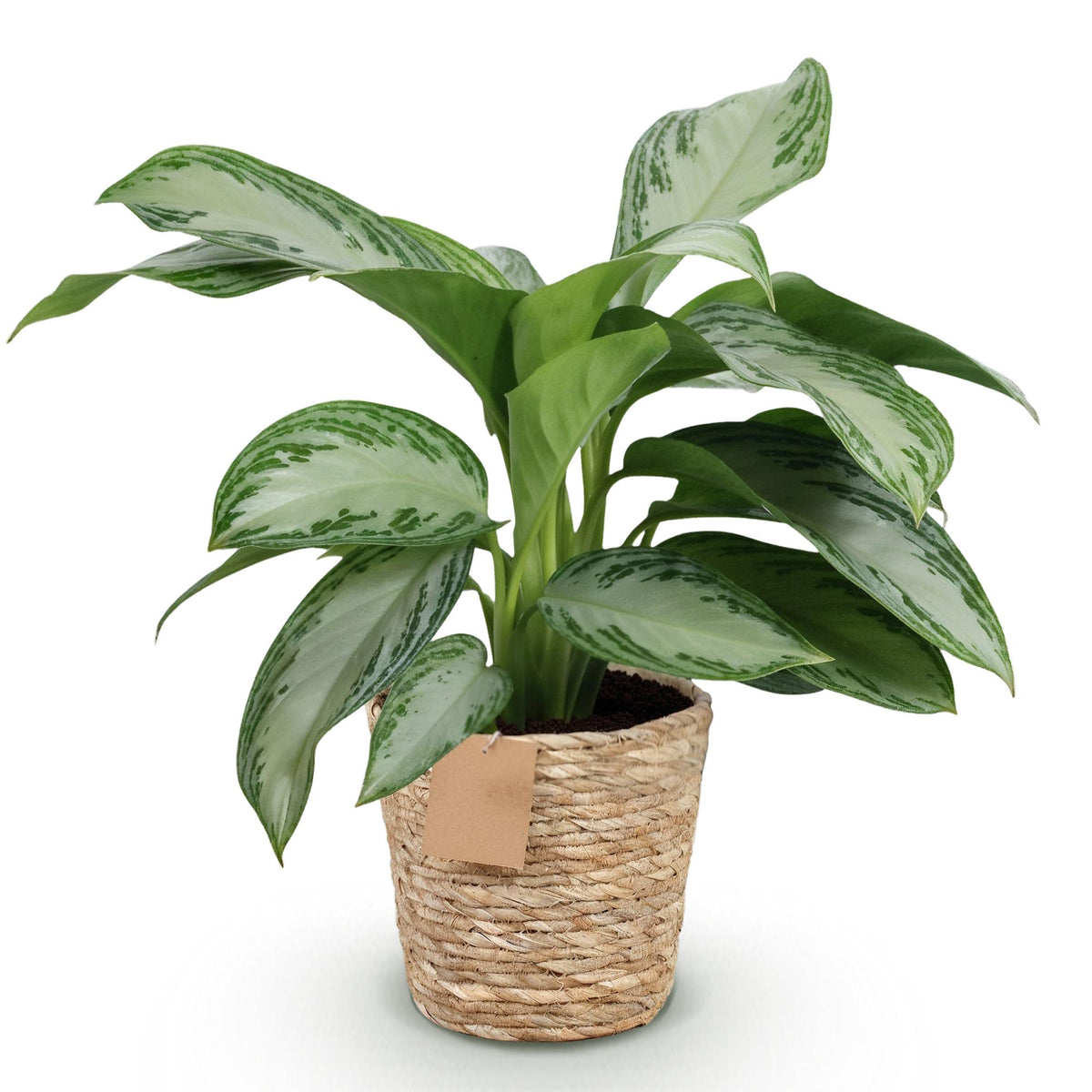 Kolbenfaden Aglaonema „Silver Bay“ mit Korb – 70–75 cm (Topf Ø17 cm) - Everspring