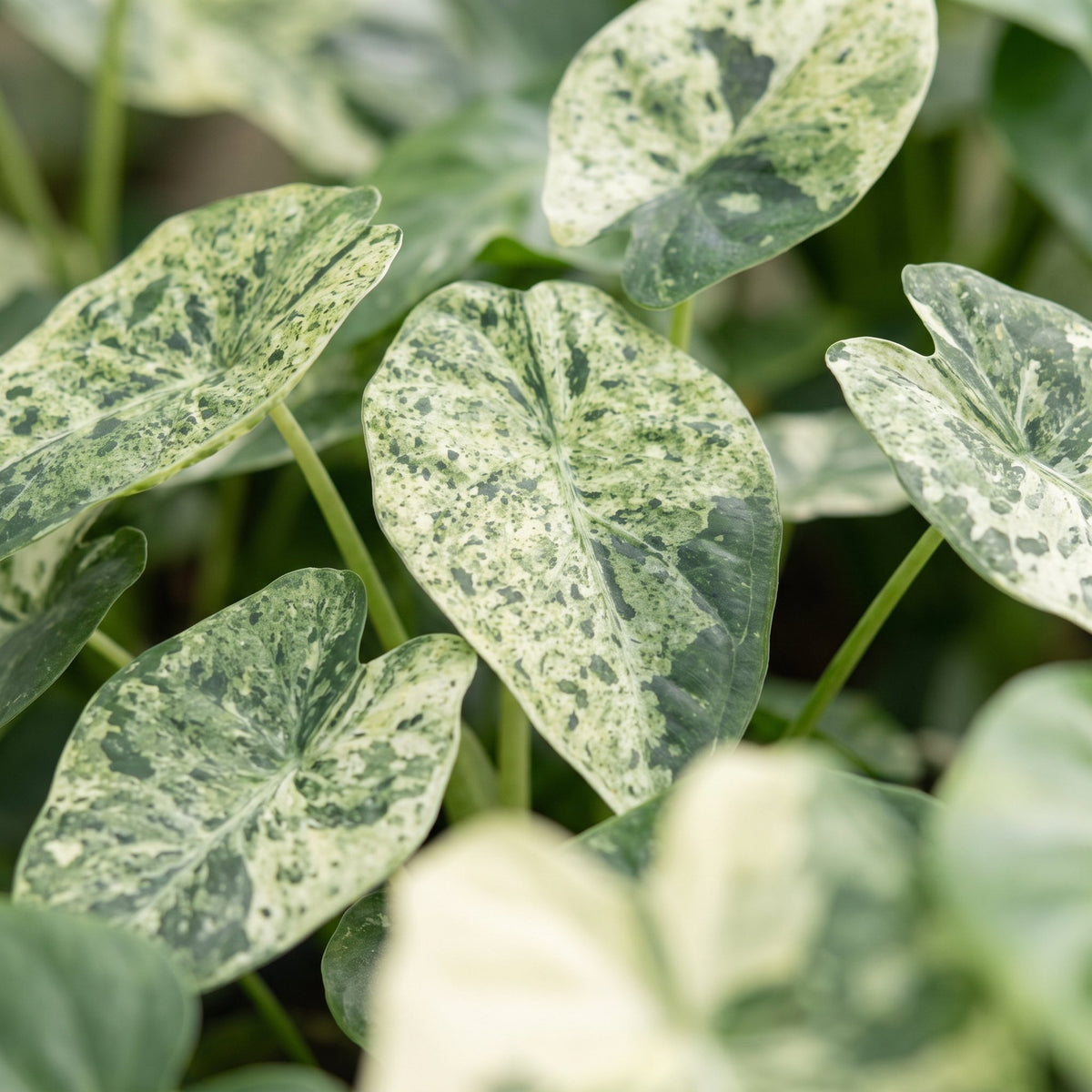 Alocasia „Dragon Scale Mint“ Variegata – Pfeilblatt / Elefantenohr, 12 cm (Topf Ø6 cm) - Everspring