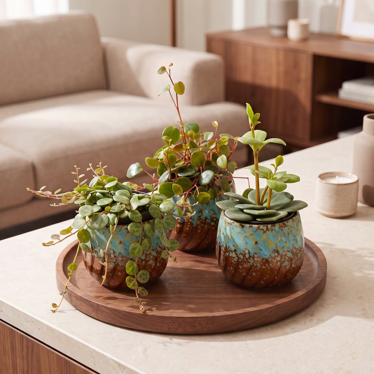 Peperomia Set – 3 Zwergpfeffer Jungpflanzen (Hope, Pepperspot, Prostrata), 5–15 cm - Everspring
